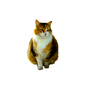 A Beautiful Stray Cat With Vibrant Fur Rests At A Historic Site In İStanbul, TüRkiye. 18058 - Cat PNG image with transparent background
